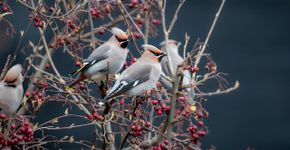 Pestvogel  / Shutterstock