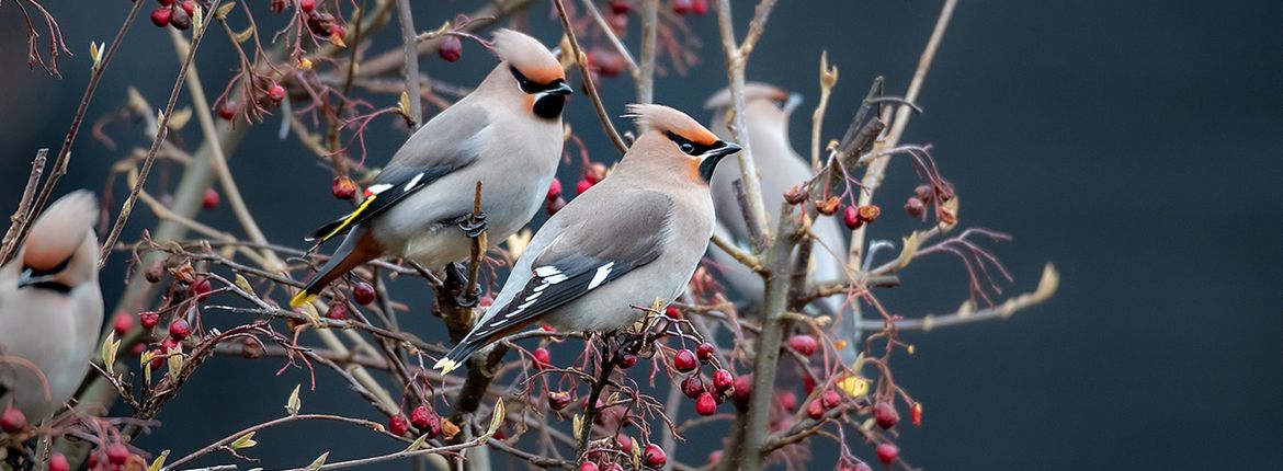 Pestvogel  / Shutterstock