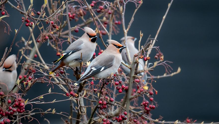 Pestvogel  / Shutterstock