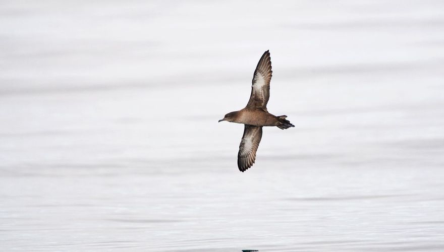 Grauwe pijlstormvogel / Marc Guyt AGAMI