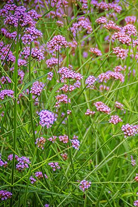 Verbena / Shutterstock