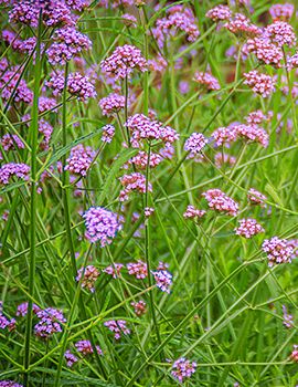 Verbena / Shutterstock