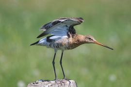 rek en strek oefening