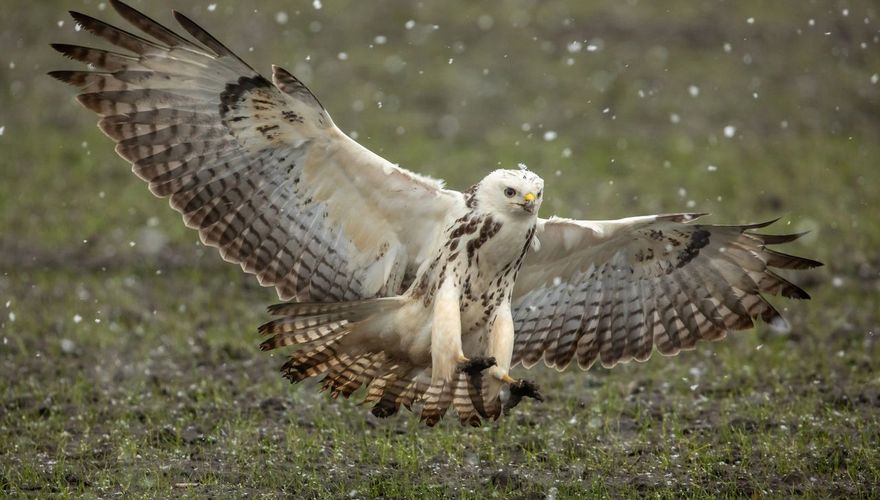 Buizerd / Annie Keizer Fotogalerij