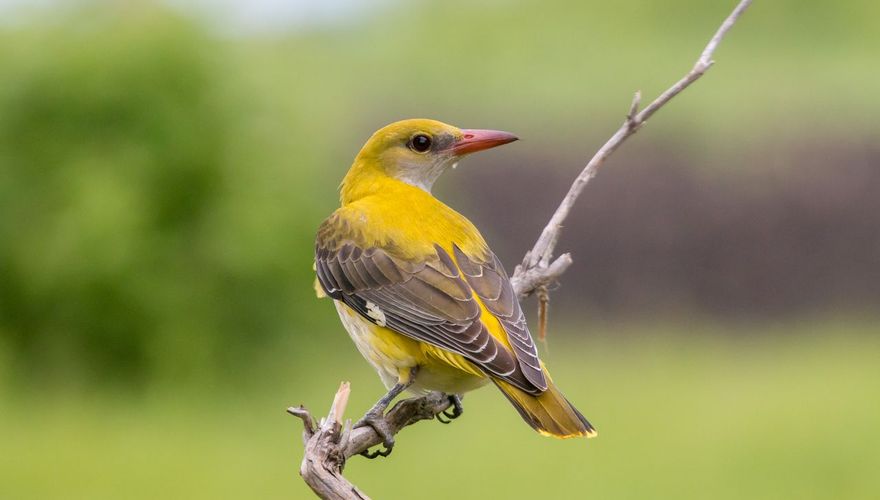 Wielewaal / Shutterstock