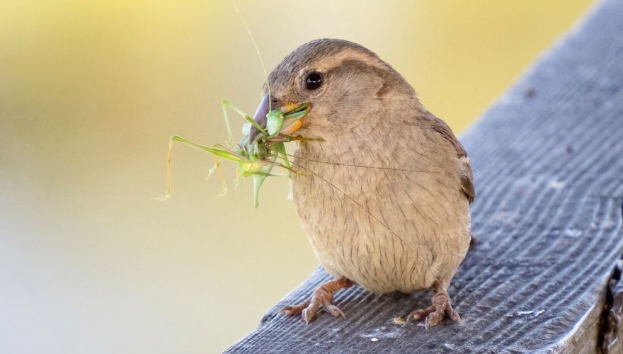 Huismus met insect / iStock