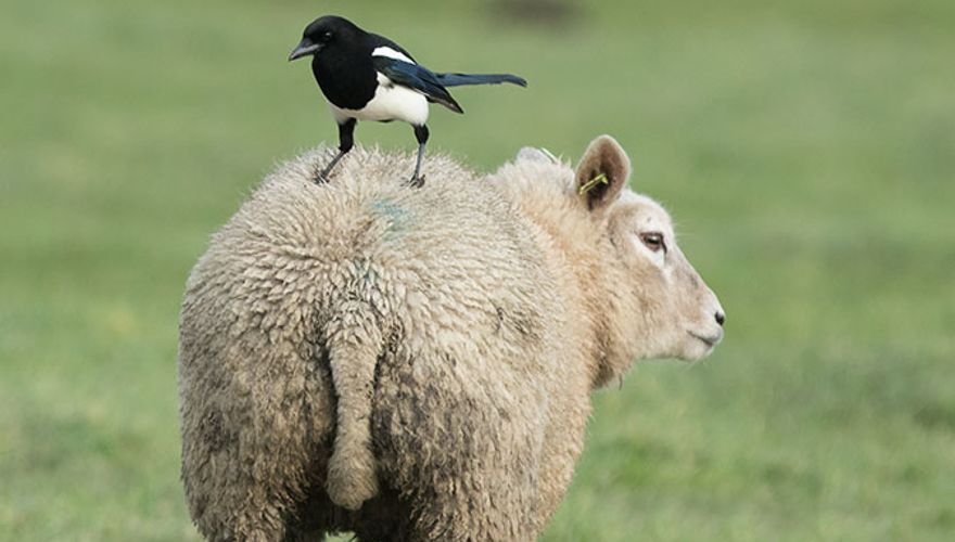 Ekster / Adri de Groot Vogeldagboek.nl