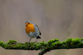 nieuwsgierige bezoeker