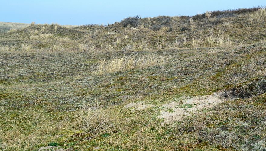 Duinen Texel / Ruud van Beusekom