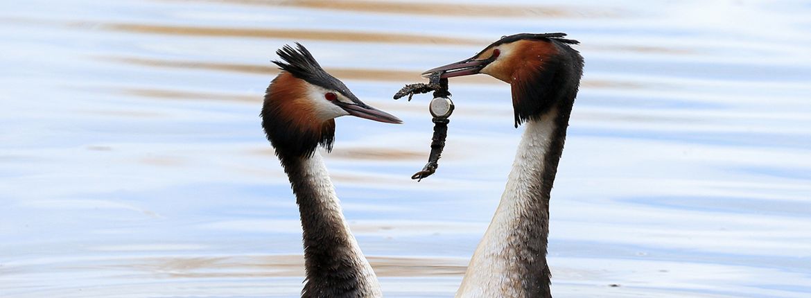 Fuut afval / Paul de Heij Fotogalerij