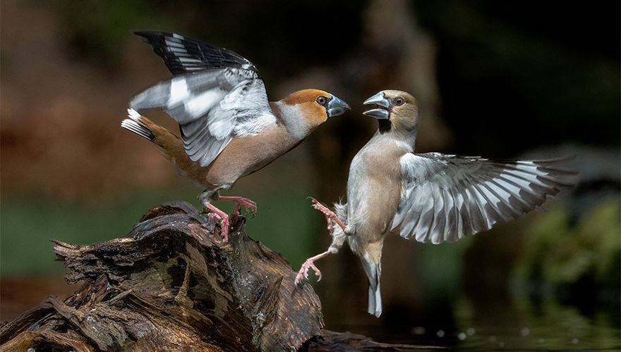 Appelvink / Wouter Roepel