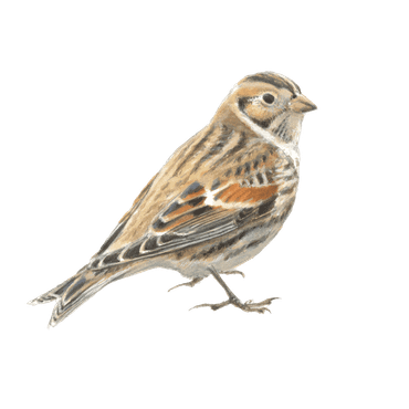 IJsgors mannetje winter / Elwin van der Kolk