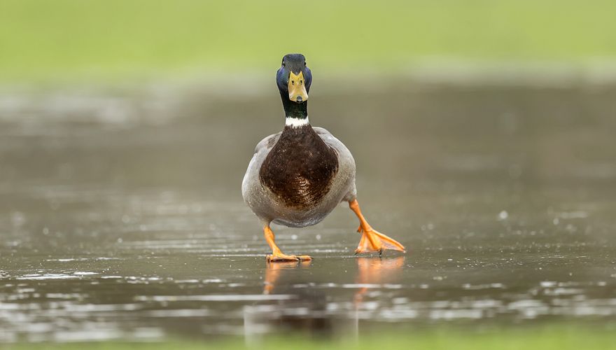 Wilde eend op het ijs / Shutterstock