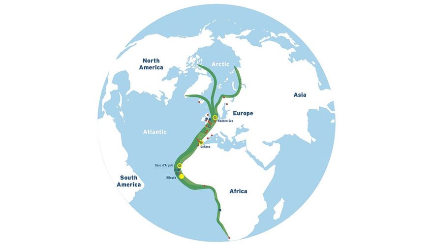 Oost Atlantische flyway