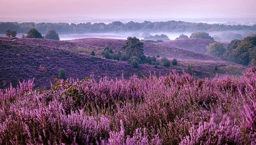 Heide Posbank Veluwezoom / Shutterstock