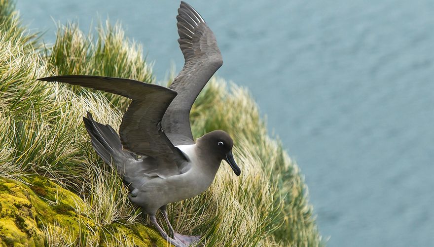 Roetkopalbatros / Otto Plantema