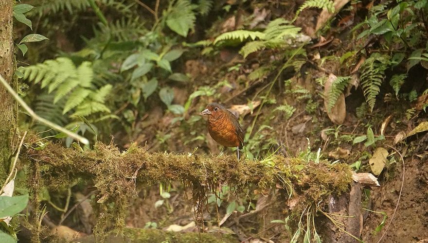 Reuzenmierpitta / Koen de Geus