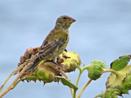 Op een uitgebloeide zonnebloem