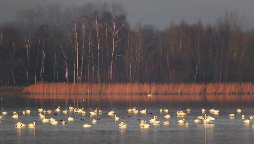 kleine zwanen / Rob kempers