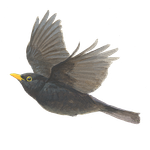 Merel / Elwin van der Kolk