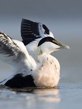 Eider / Kees van der Klauw Fotogalerij