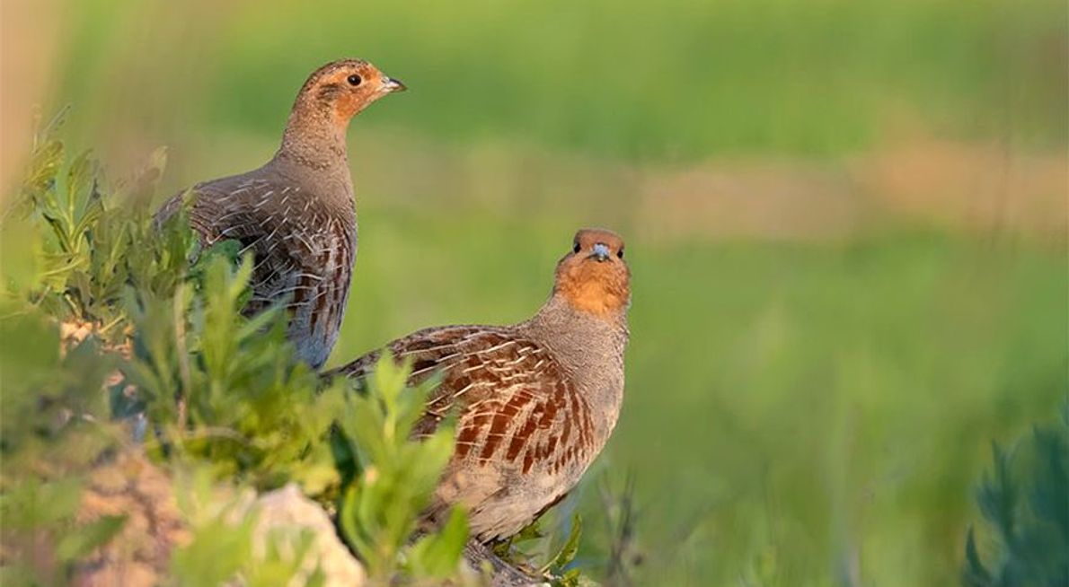 Patrijs / Shutterstock