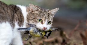 Poes met prooi / Shutterstock