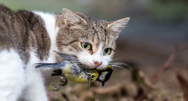 Poes met prooi / Shutterstock