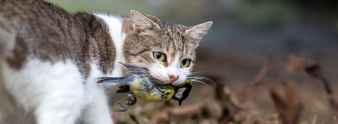 Poes met prooi / Shutterstock