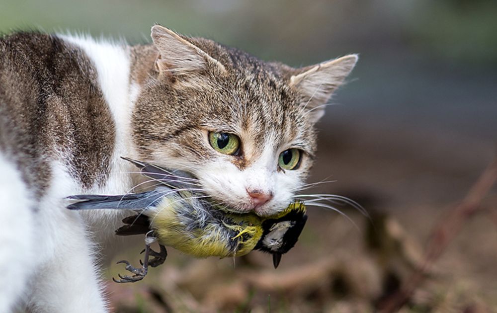 Inspecteren Dierentuin s nachts Tutor Katten en vogels | Vogelbescherming