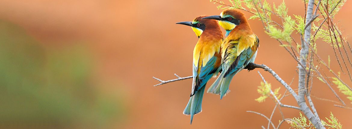 Bijeneter / Shutterstock