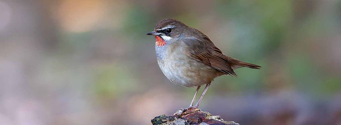 Roodkeelnachtegaal / Marc Guyt, AGAMI