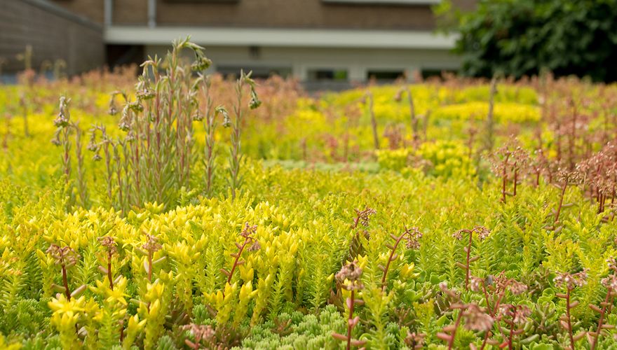 Daktuin / Hans Peeters