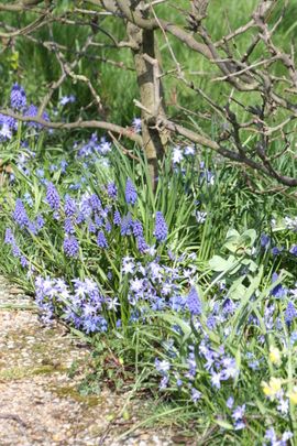 Kleine voortuin / Jasper de Ruiter