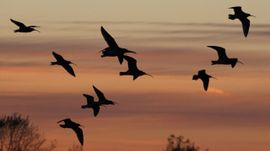 Een vlucht wulpen tijdens zonsondergang