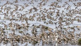 trek van de bonte strandloper langs Friese waddenkust
