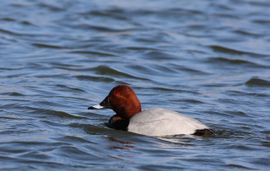 Dobberen in het water
