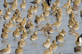 Het goud dat de vogeltrek ons brengt