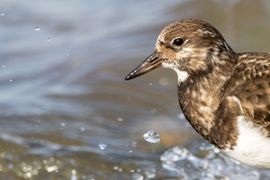 Steenloper in zijn element