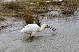 Foeragerende Lepelaar op Texel tijdens de storm