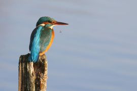 ijsvogel en een mug.
