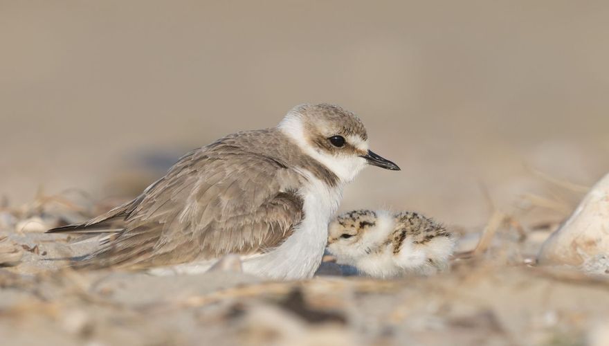 Strandplevier / Shutterstock
