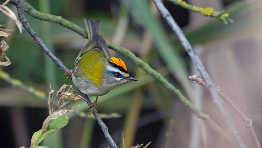 Vuurgoudhaan / Jankees Schwiebbe