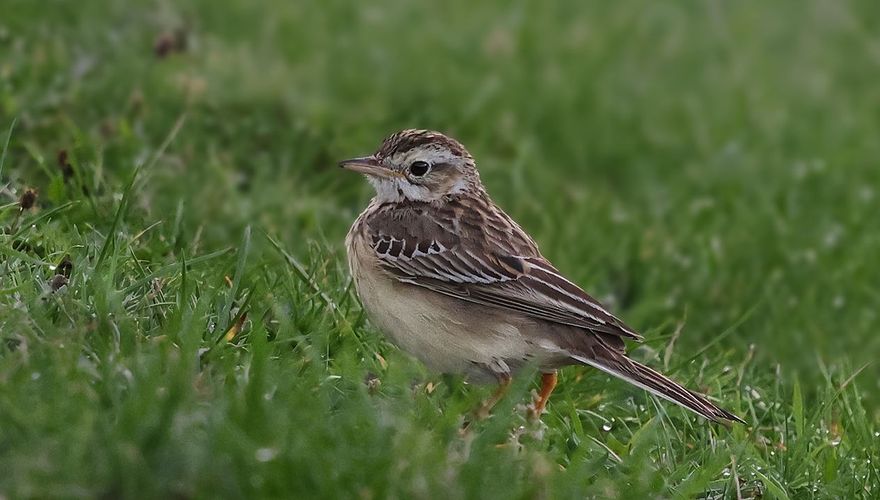 Grote pieper / Ruwan Aluvihare