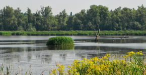 Biesbosch / Hans Peeters