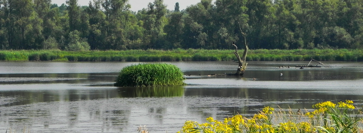 Biesbosch / Hans Peeters