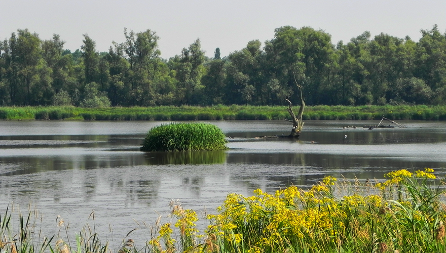 Biesbosch / Hans Peeters