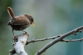 Wat een enorm gekwetter uit zo'n klein vogeltje!!