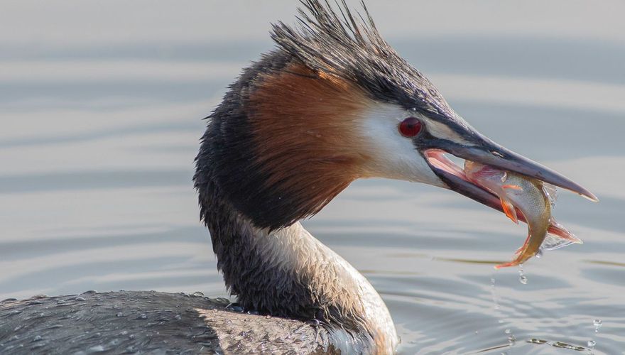 Fuut / Johannes Klinkenberg, Fotogalerij