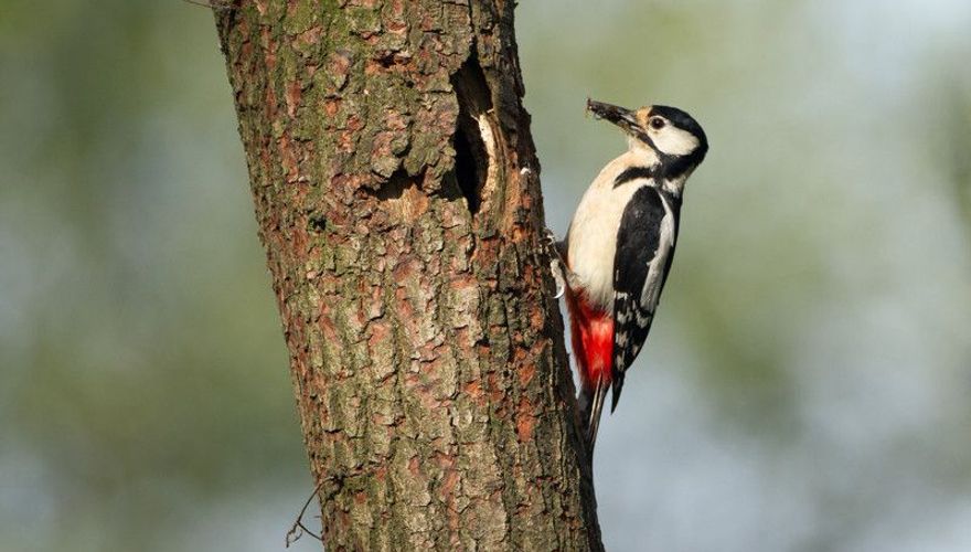 Grote bonte specht / Jankees Schwiebbe